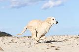 GOLDEN RETRIEVER 475